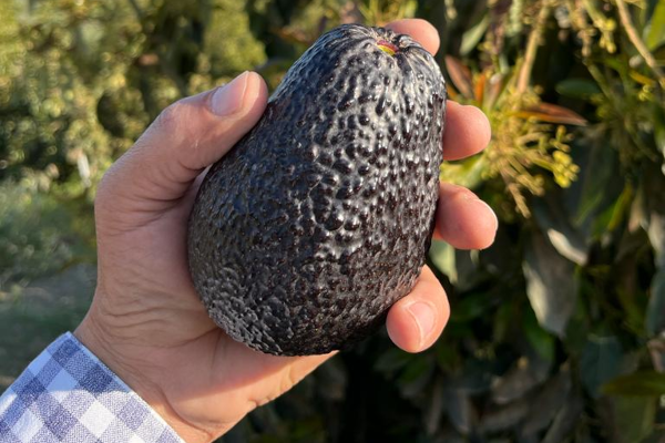 comprar aguacates al agricultor