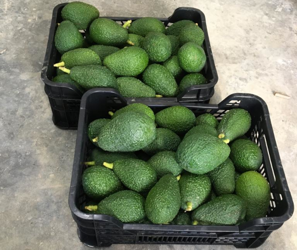 aguacates al agricultor